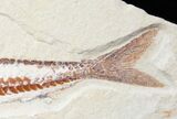 Viper Fish (Prionolepis) Fossil - Lebanon #12669-2